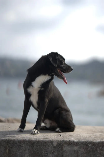 Pourquoi mon chien à des selles molles et comment y remédier - PONGO