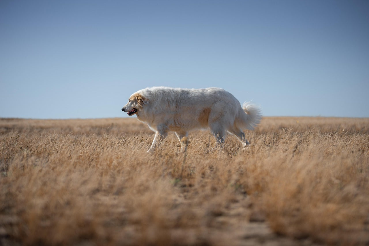 Mon chien est en surpoids : comment le faire maigrir ?