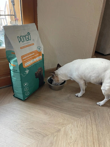 La transition alimentaire chez le chien : une étape importante - PONGO