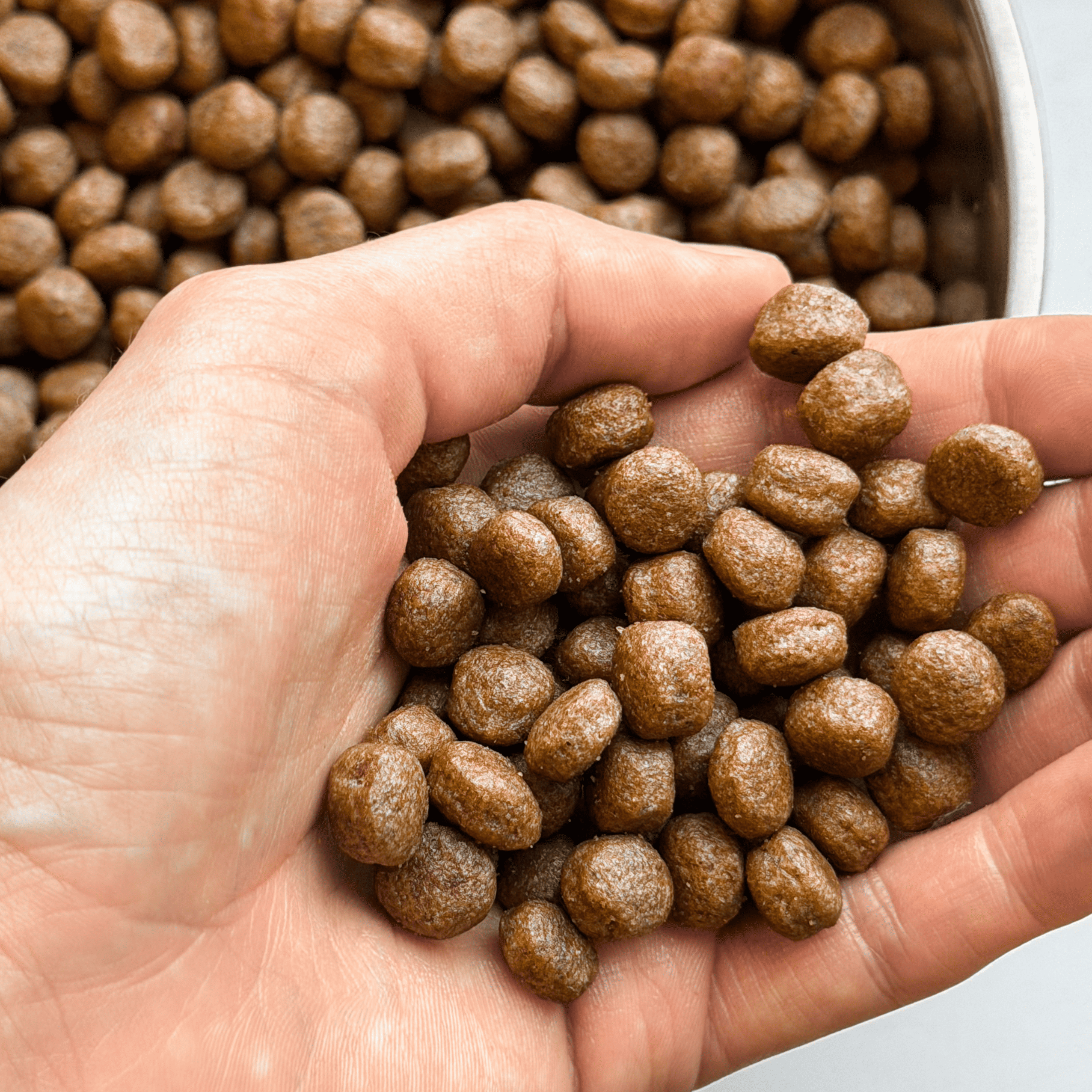 Croquettes aux insectes & poulet | Hypoallergéniques | Sans Céréales | Chien Adulte PONGO