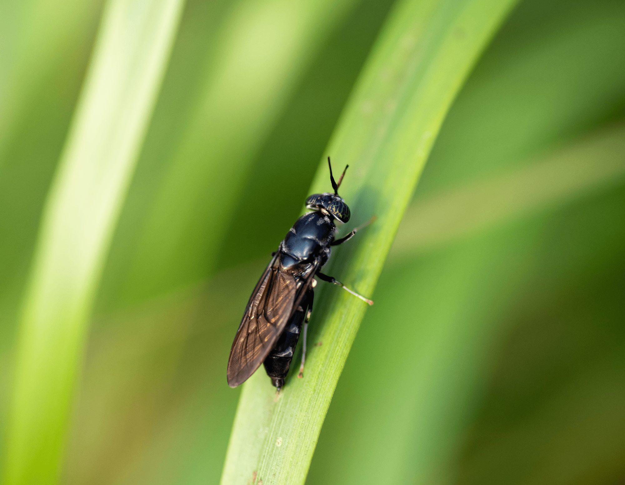 alternative à la viande industrielle. Riche en protéine animale complète et sûre. Adaptée aux chiens les plus sensibles. Croquettes aux insectes premium et écologique et hypoallergéniques.