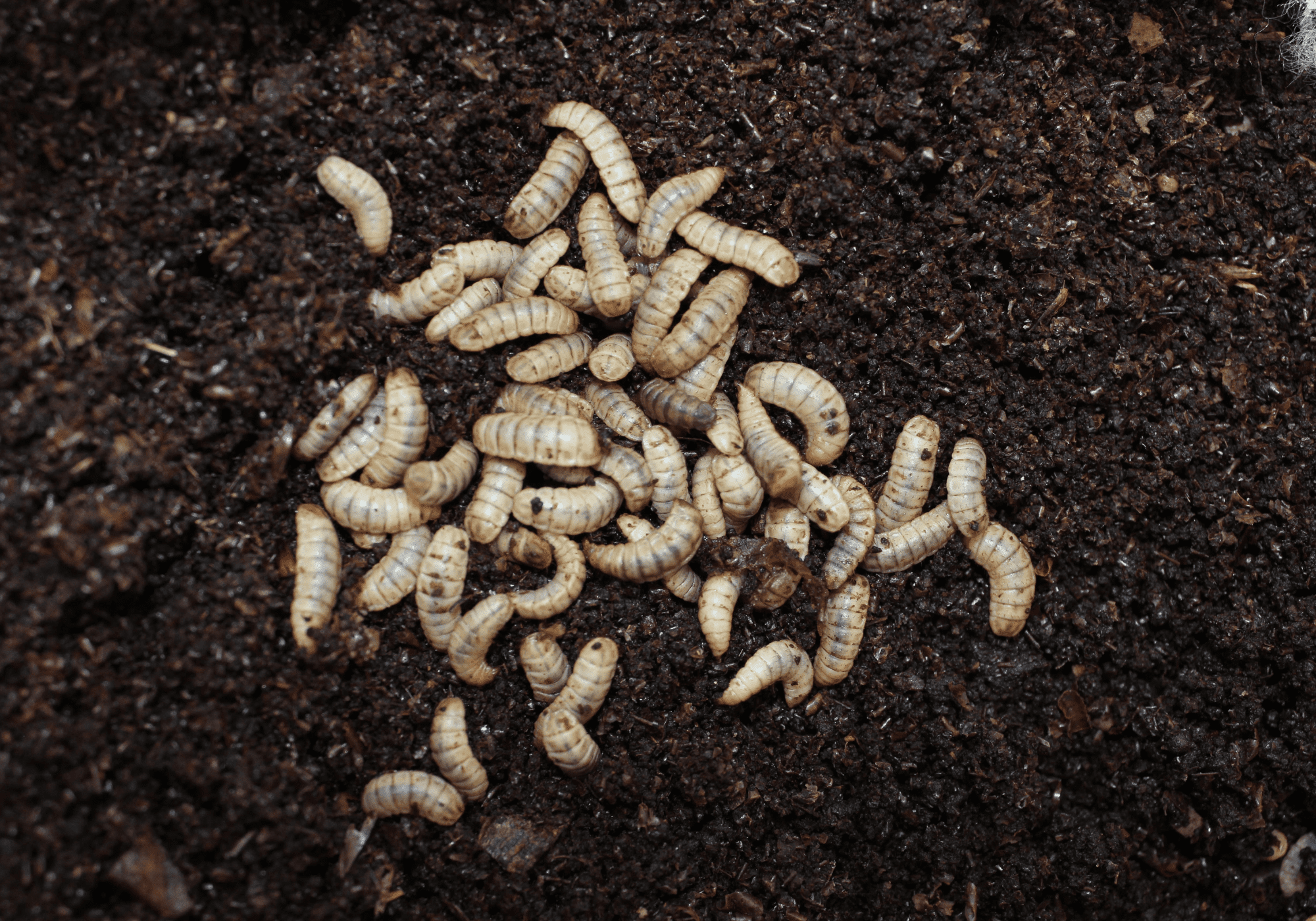 Croquettes aux insectes hypoallergéniques. Protéine animale de qualité premium. Nourriture pour chien hypoallergéniques, hautement digestibles. Croquettes sans céréales, saines et composées d'ingrédients naturels. Croquettes monoproteine. Croquettes premium