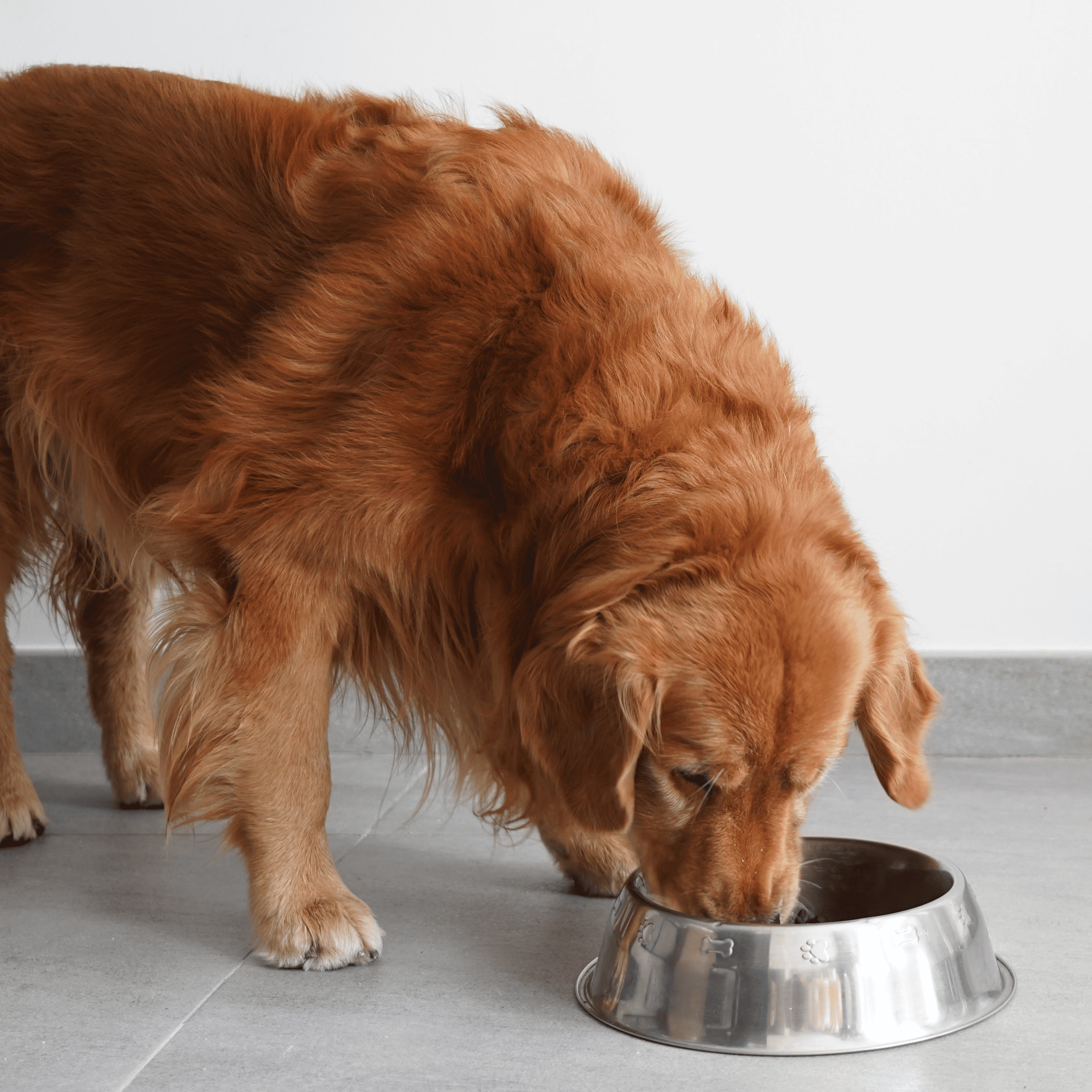 croquettes aux insectes chien 
digestion sensible