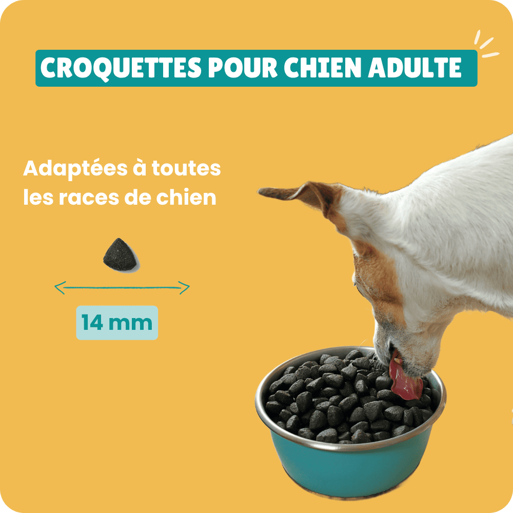 Croquettes premium petite moyenne et grande races de chien hypoallergéniques, anti-démangeaisons. Sans céréales. Alimentation équilibrée et hautement digestible grâce aux ingrédients naturels de qualité supérieure.