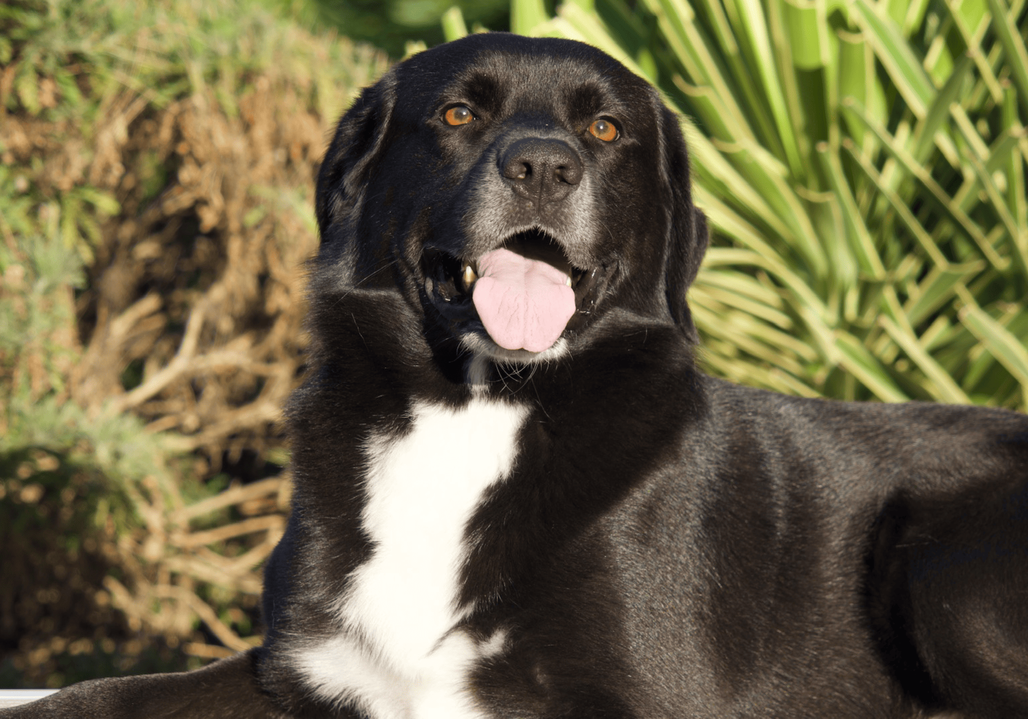 Croquettes hypoallergéniques pour chien soulageant les problèmes de peau et permettant d'avoir un pelage brillant et sain. Croquettes aux insectes.