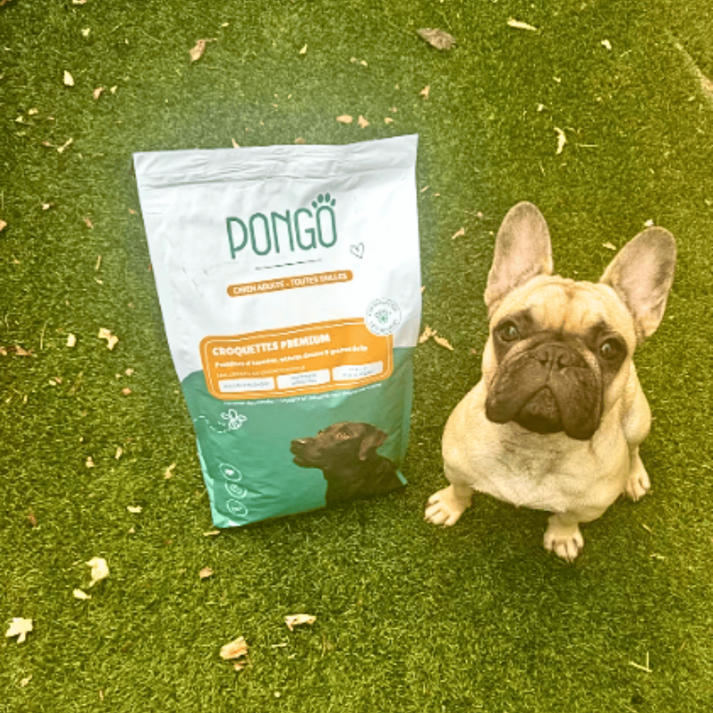 Croquettes hypoallergéniques pour chien soulageant les allergies alimentaires. Découvrez le témoignage de uguette, un petit bouledogue français. Pongo, des croquettes aux insectes.