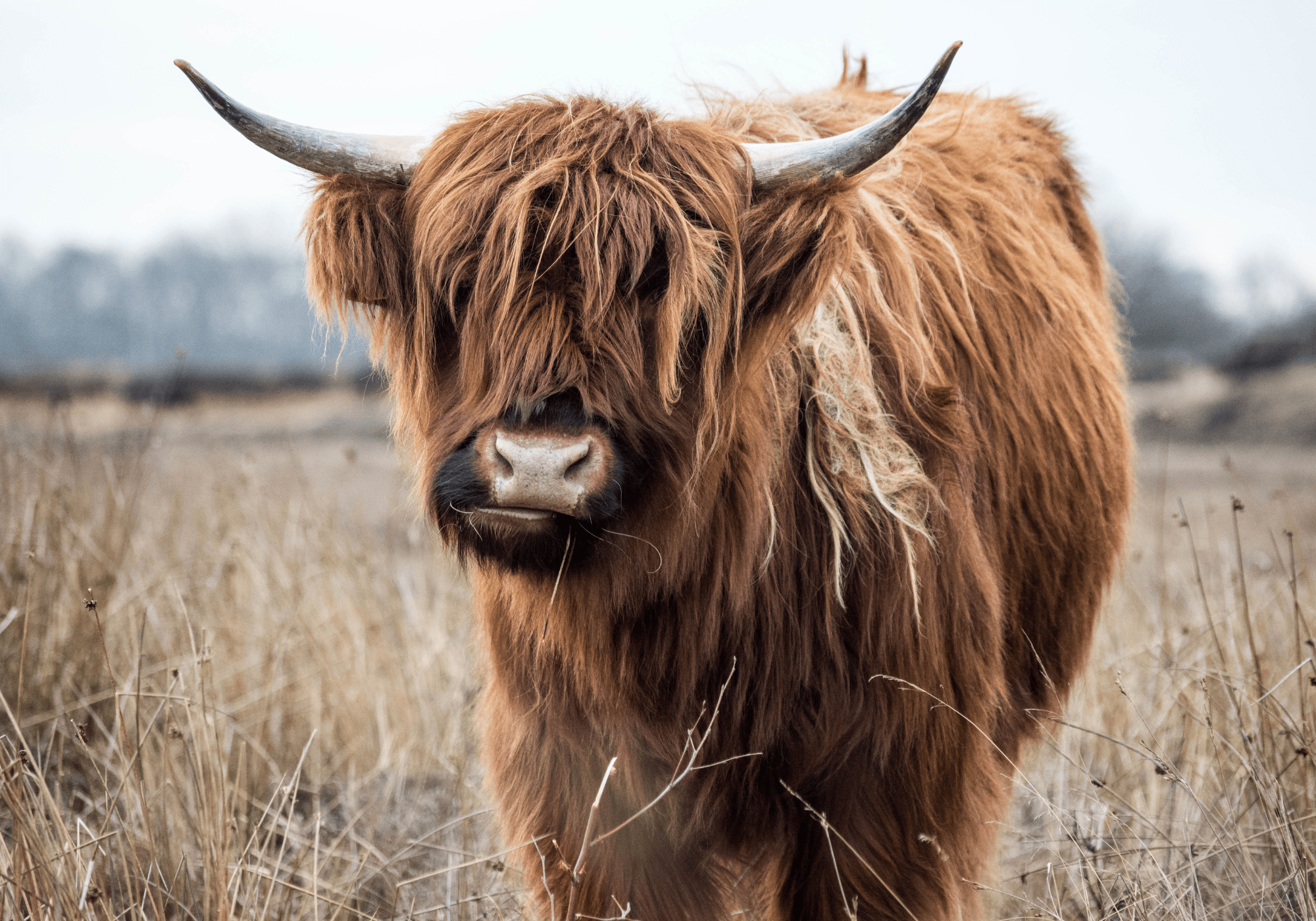 fromage de yak friandise naturelle 100% lait de yak, fabrication artisanale, sans conservateur, sans additif, sans colorant.
