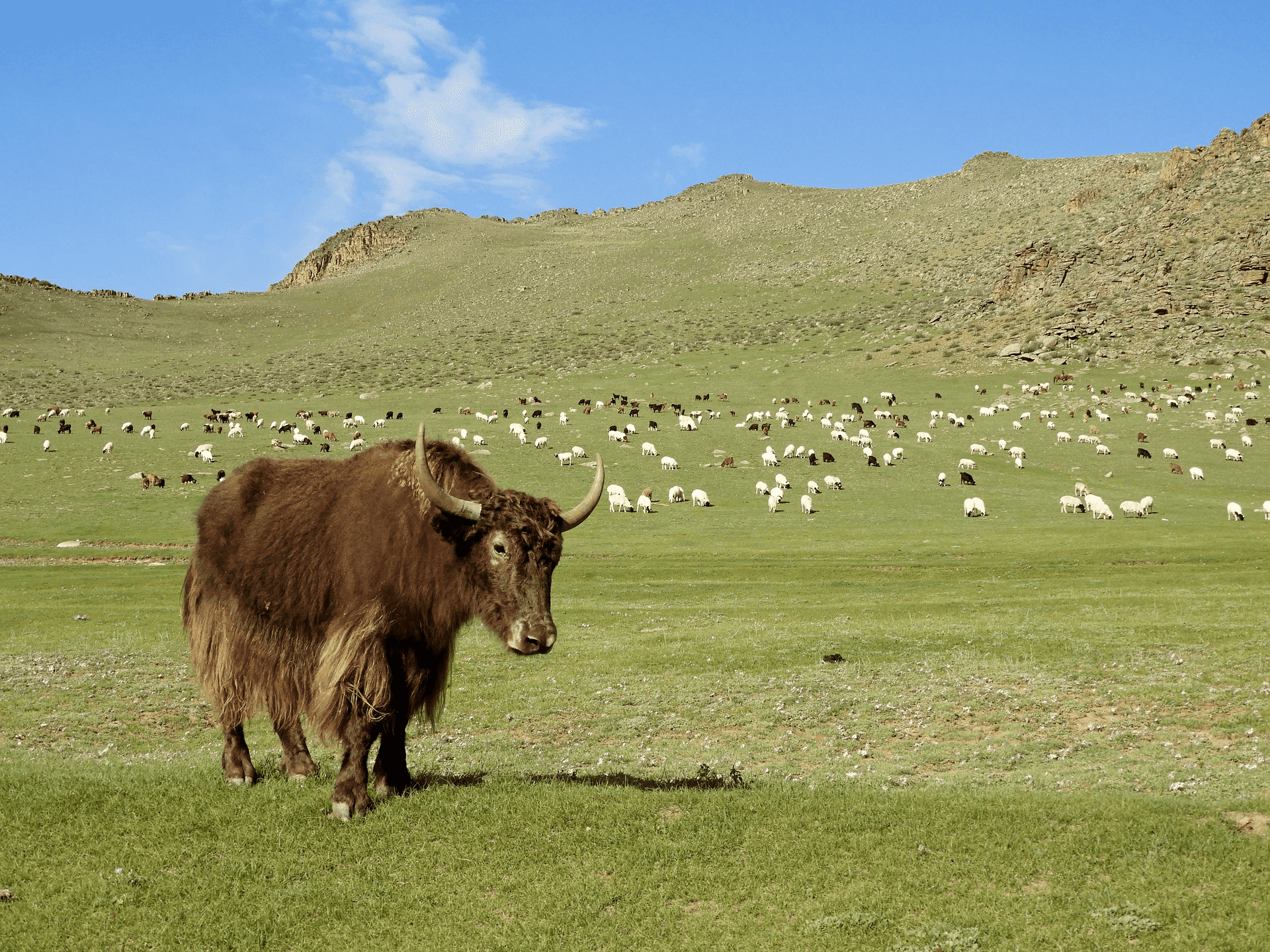 Fromage de yak provenant de l'himalaya. Production éthique, lait 100% yak. Mastication 100% naturelle.