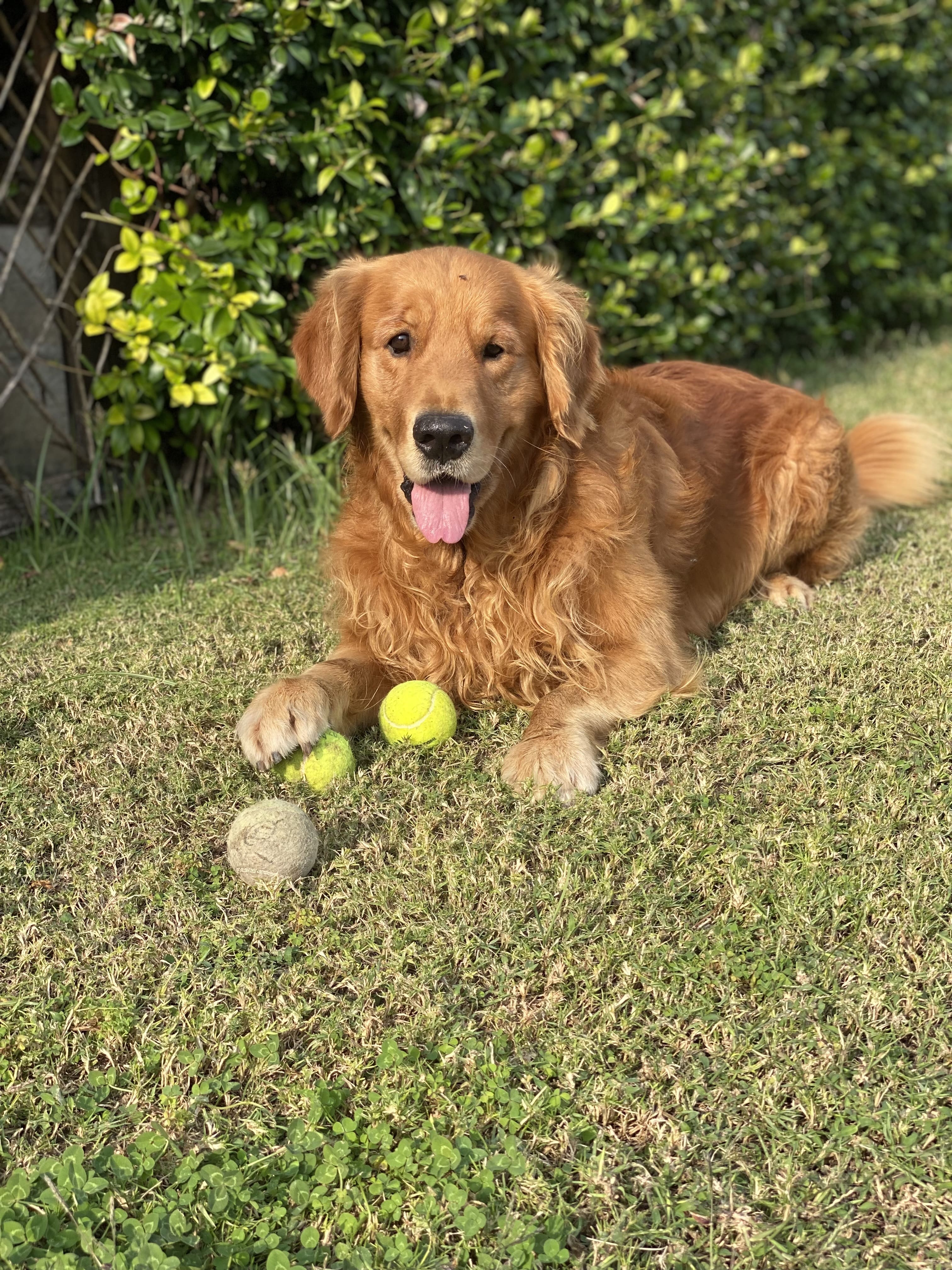 Golden Retriever : guide complet de la race