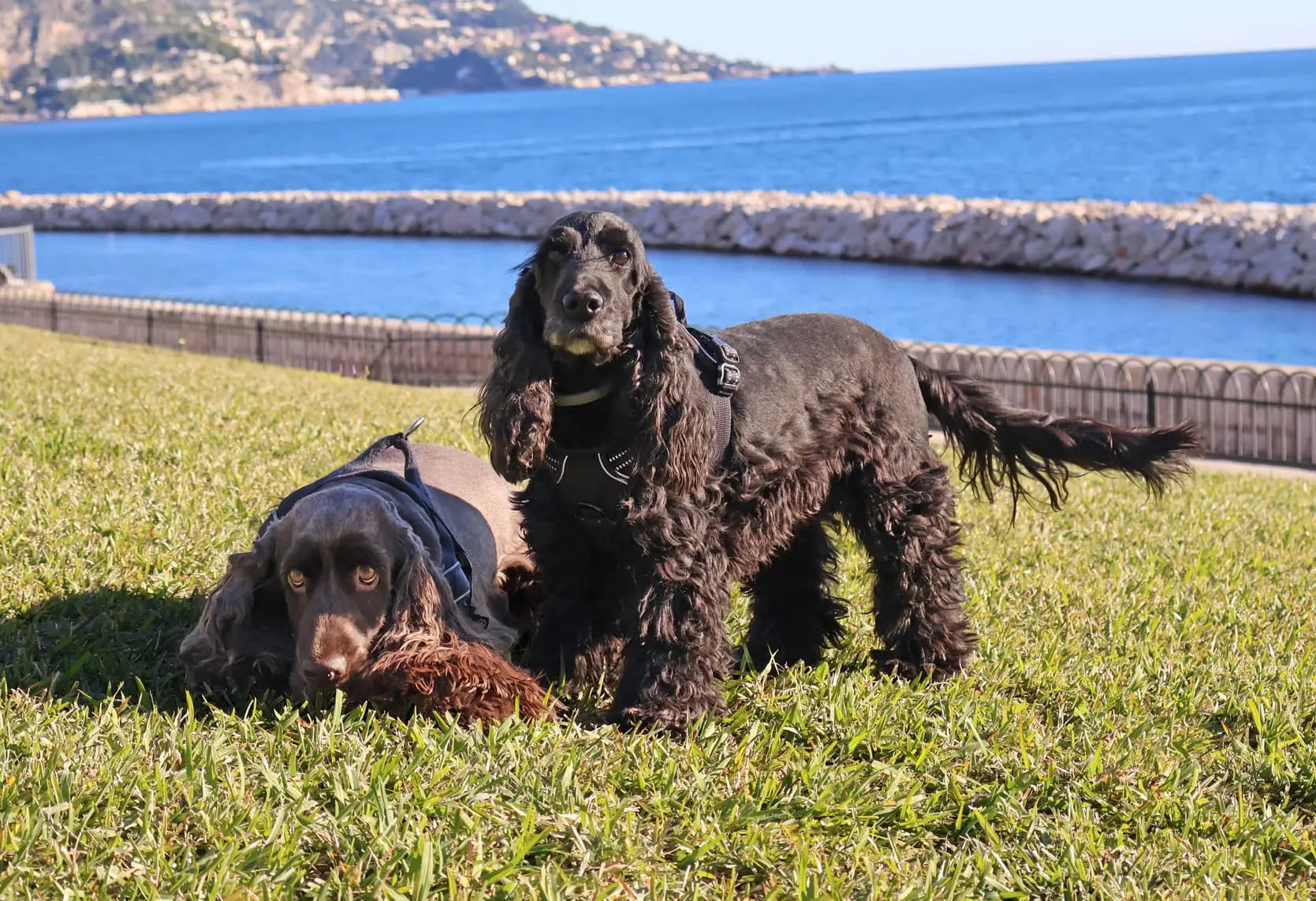 Protéines d’insectes et peau saine : un atout pour les chiens sensibles 🐶