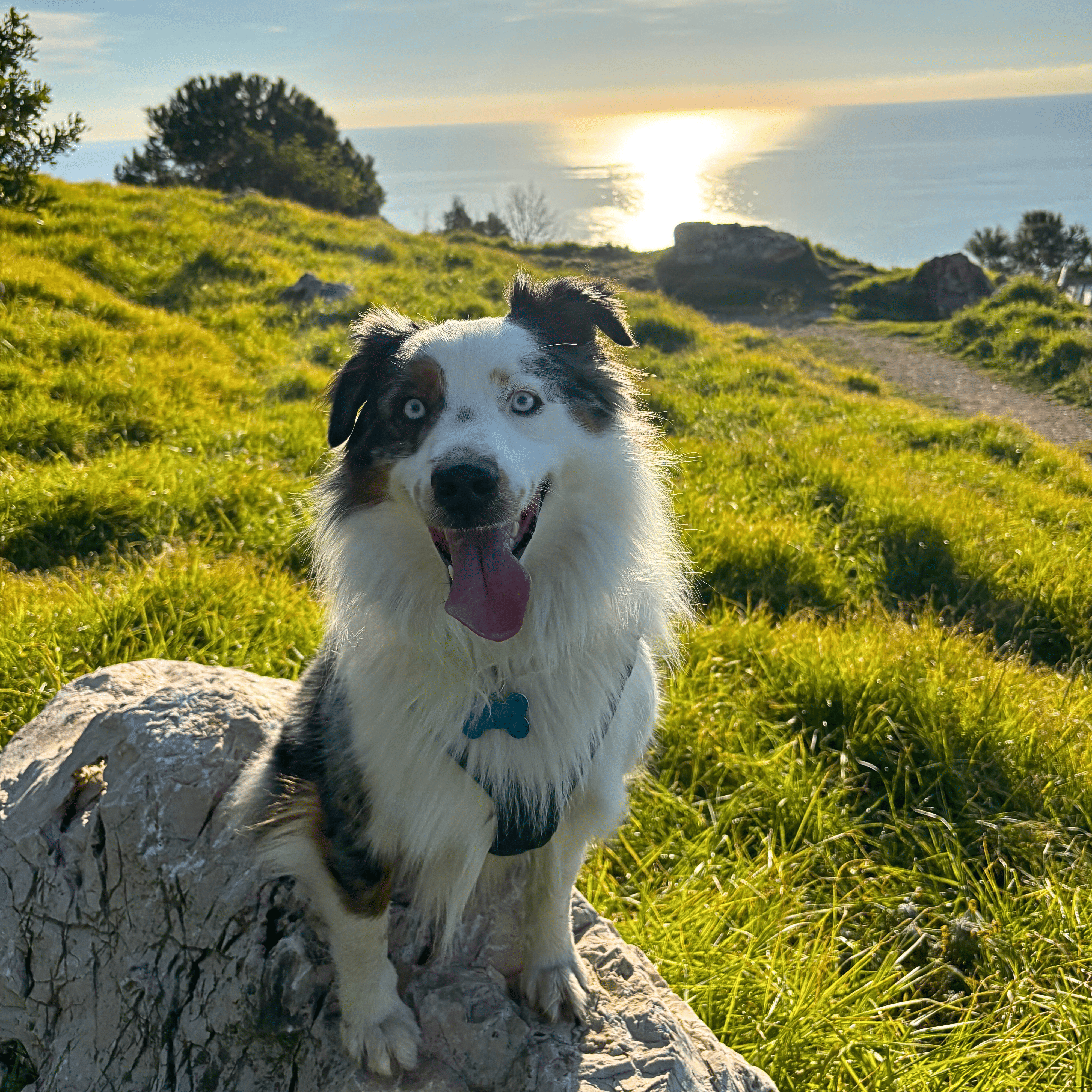 Berger Australien : guide complet de la race