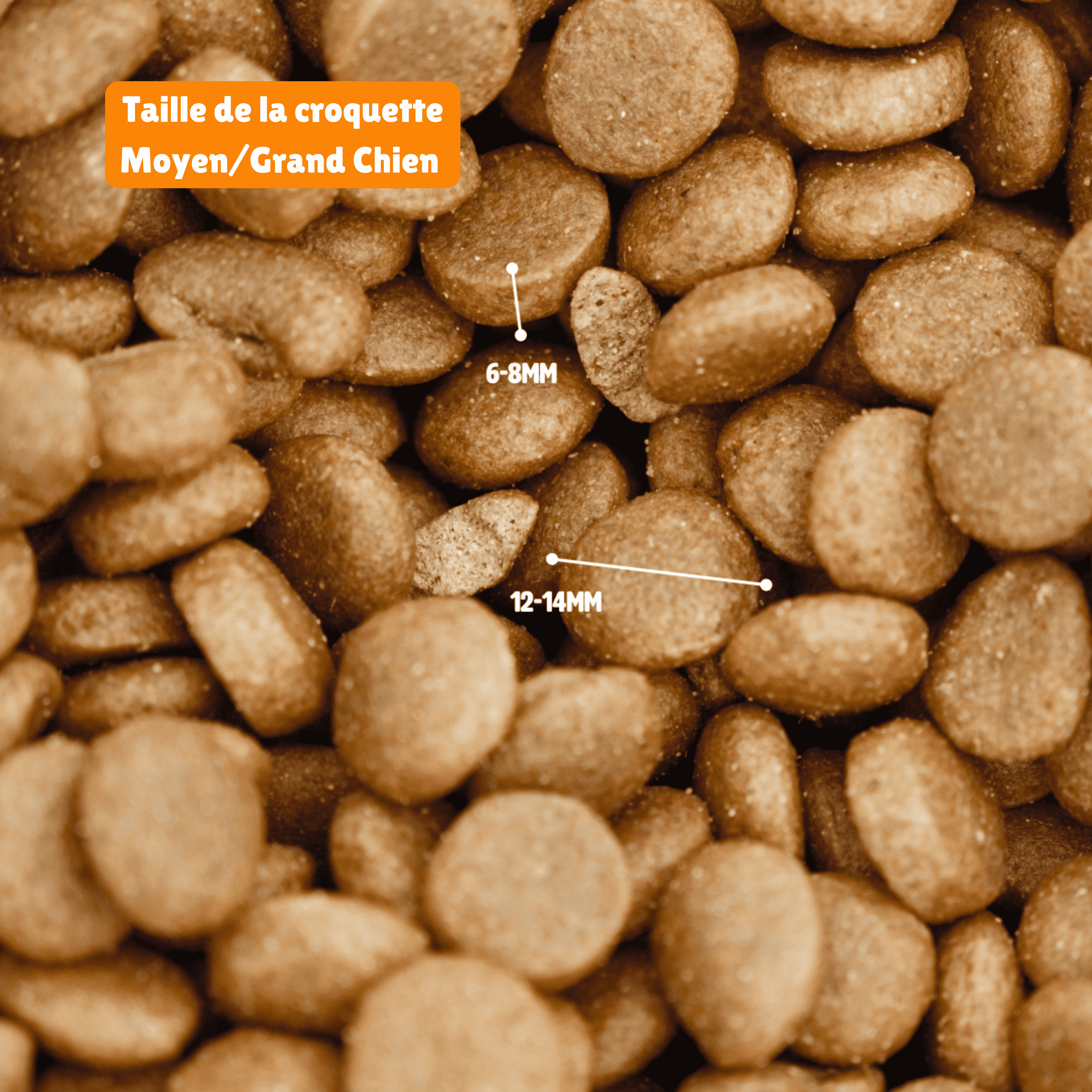 Croquettes aux insectes & poisson | Hypoallergéniques | Sans céréales | Chiens Adulte PONGO