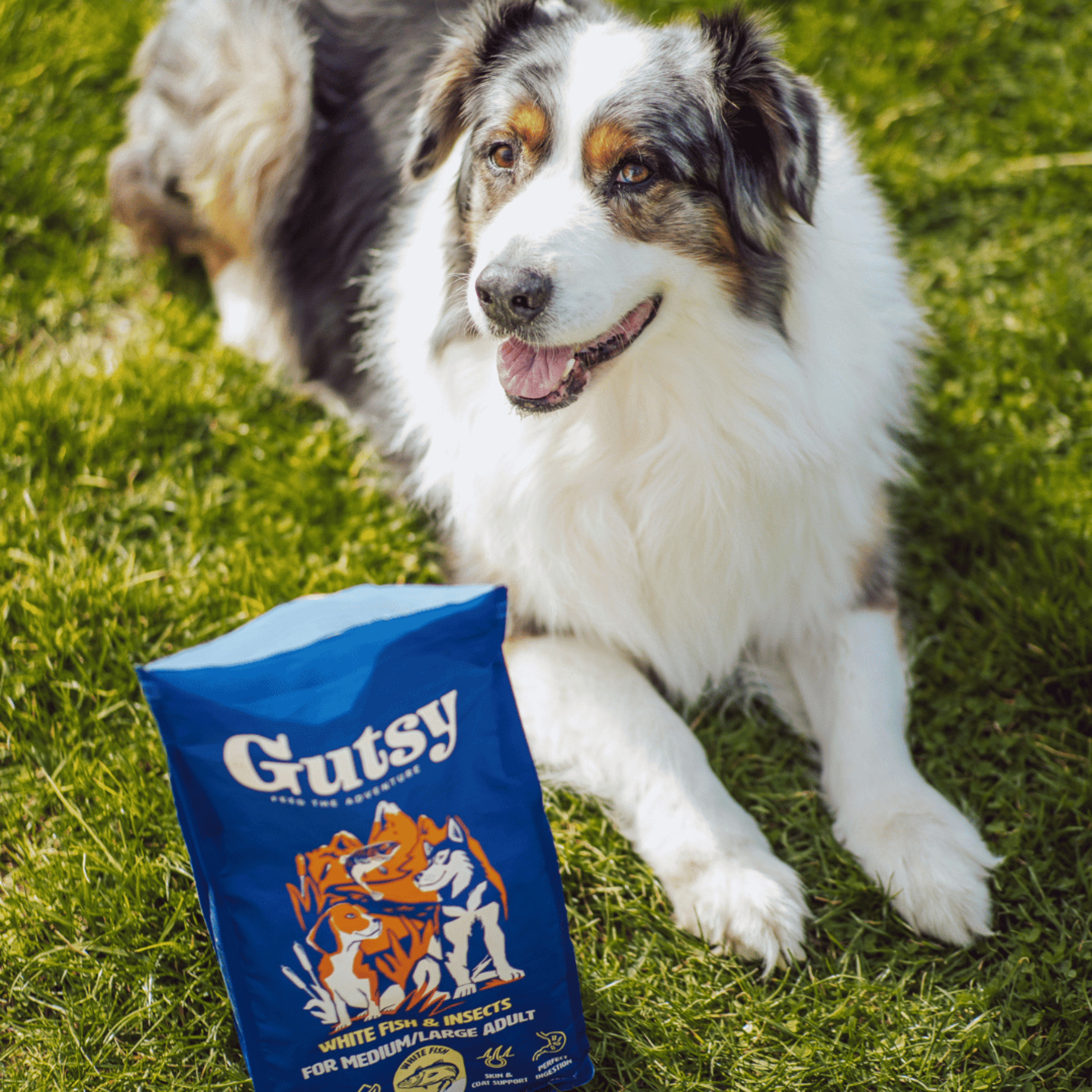 Croquettes aux insectes & poisson | Hypoallergéniques | Sans céréales | Moyenne & Grande taille PONGO