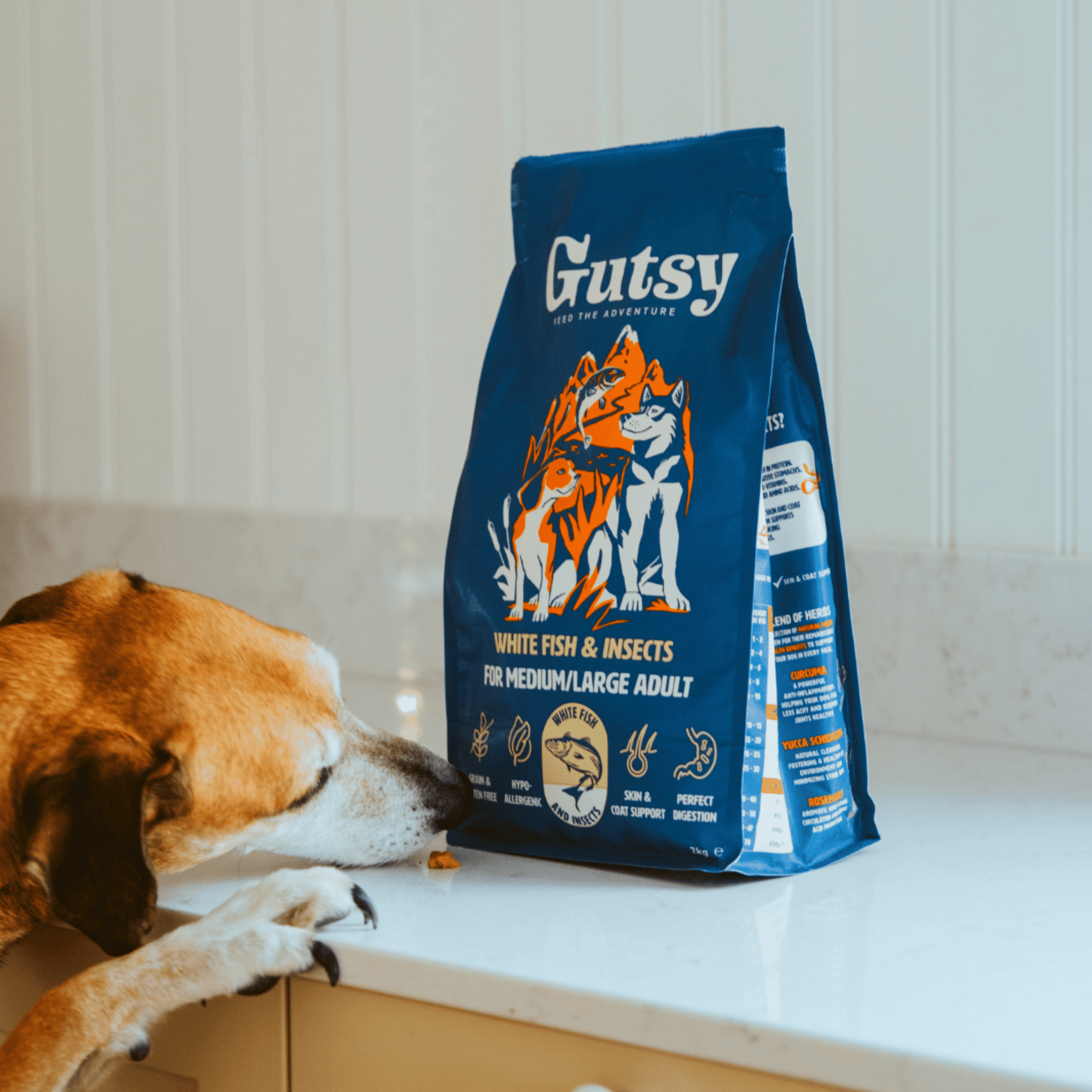 Croquettes aux insectes & poisson, hypoallergéniques pour chien adulte.