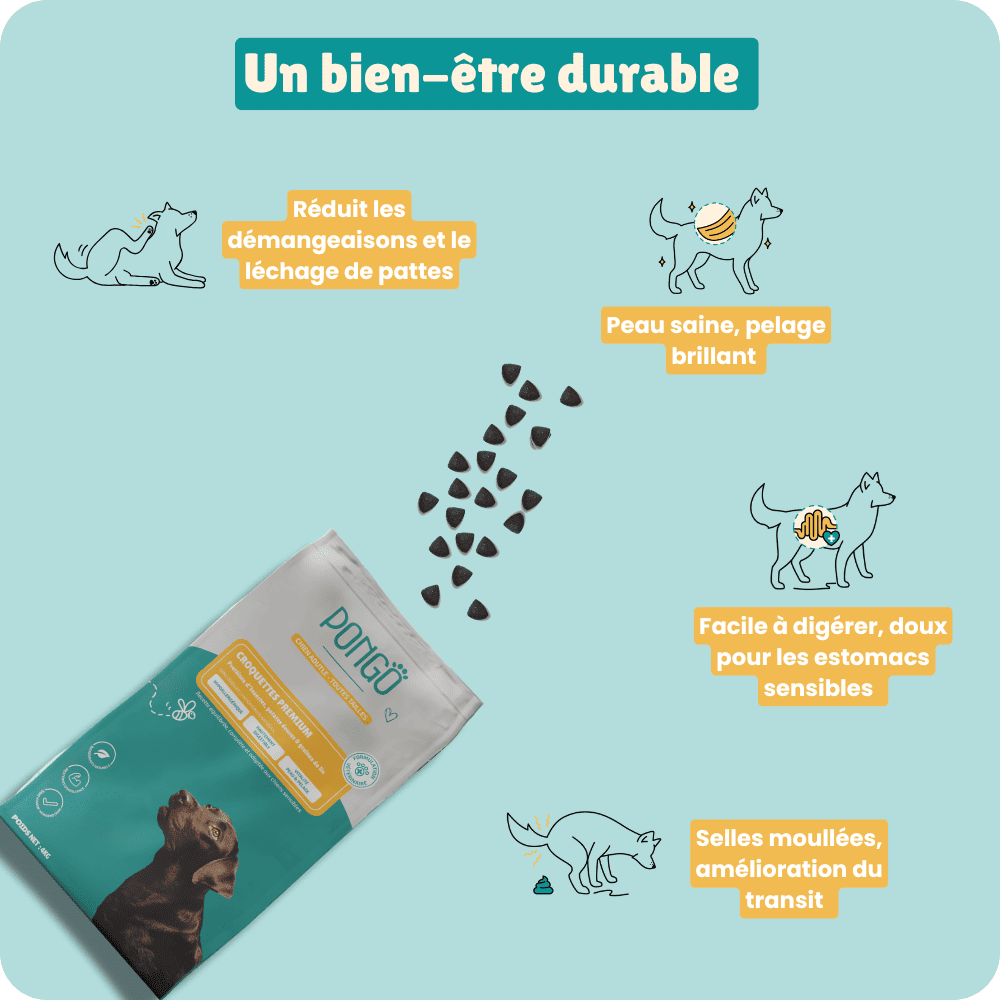 croquettes aux insectes hypoallergéniques soulagent les démangeaisons 