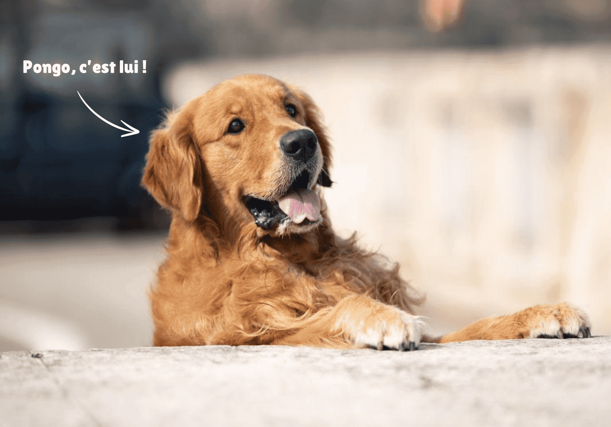Croquettes premium aux insectes, nutrition complète pour chien avec des ingrédients naturels. Sans céréales, hautement digestible et riche en protéine animale de qualité supérieure.