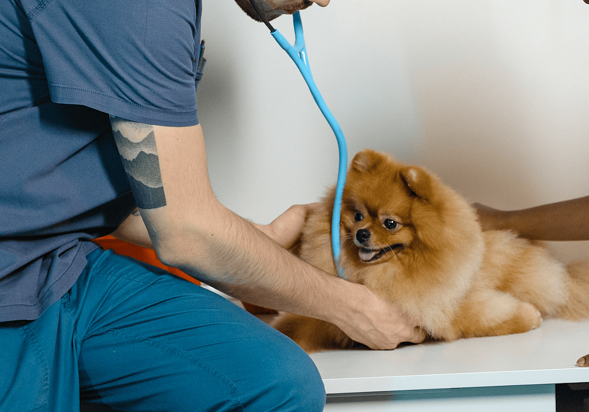 Croquettes hypoallergéniques pour chien dont la recette a été formulée par un vétérinaire expert en nutrition animale. Nos croquettes aux insectes sont sans céréales