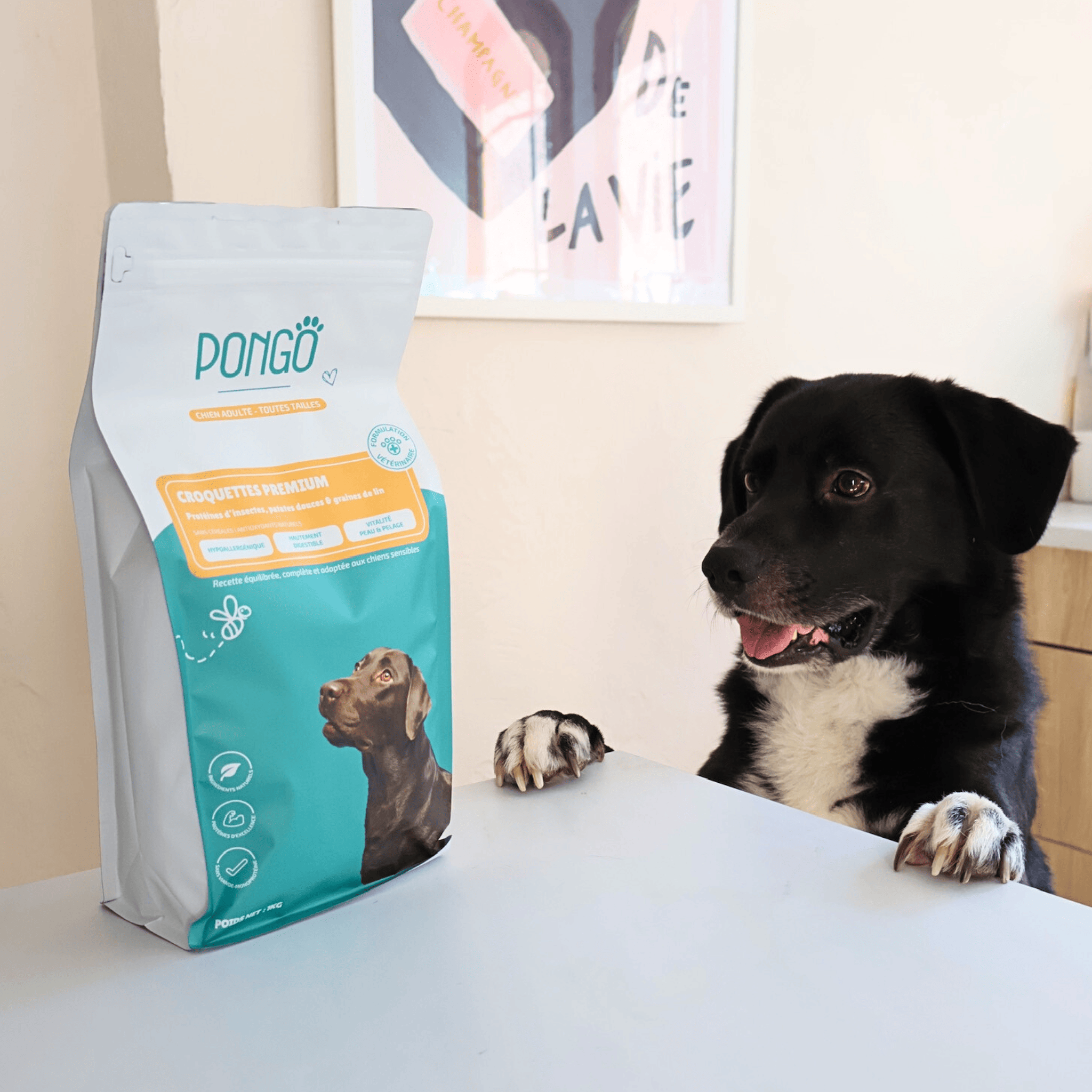 Croquettes hypoallergéniques pour chien dans le pack découverte avec du fromage de yak et du bois d'olivier. Ce sont des croquettes aux insectes