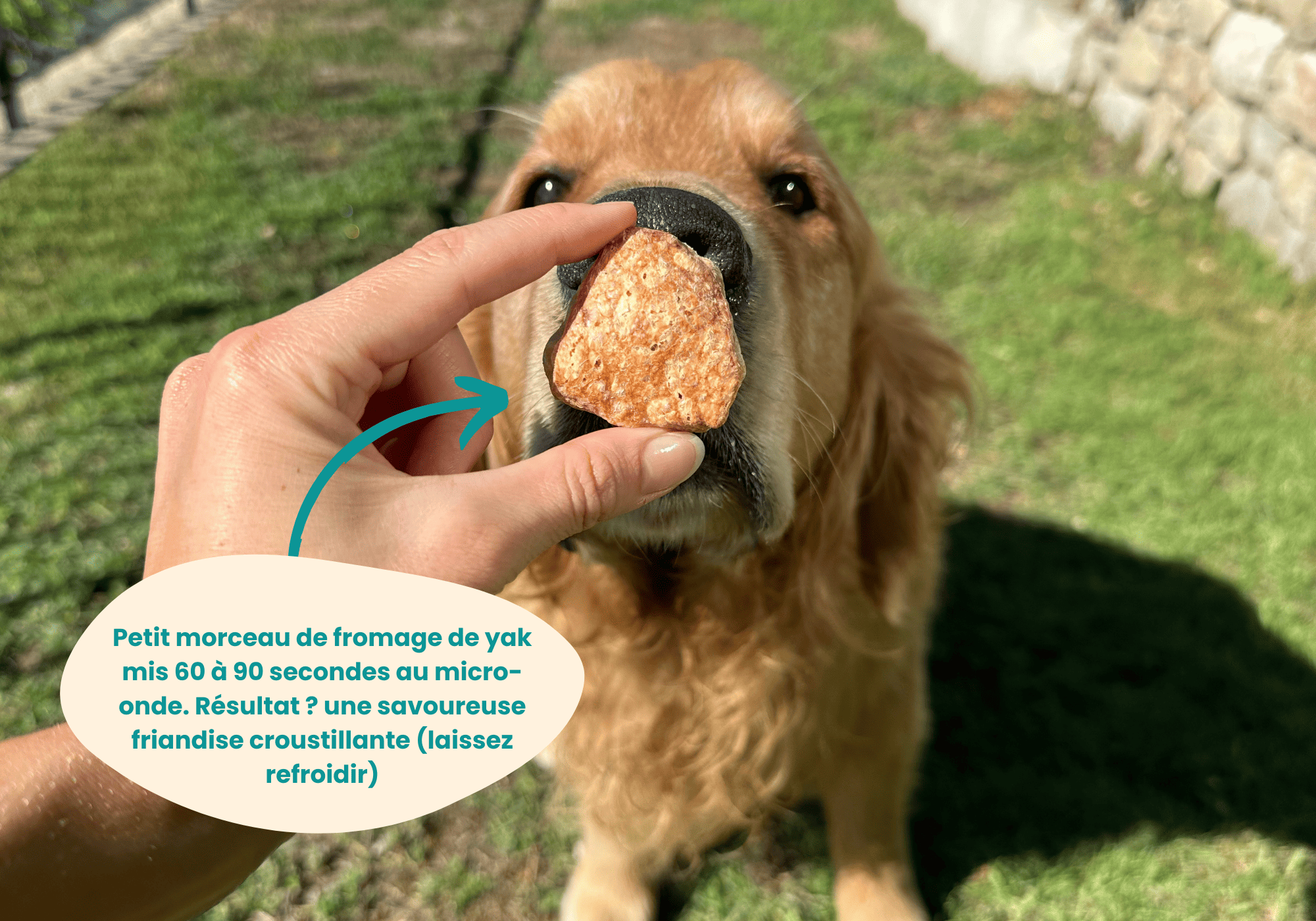 fromage de yak croustillant pour chien 