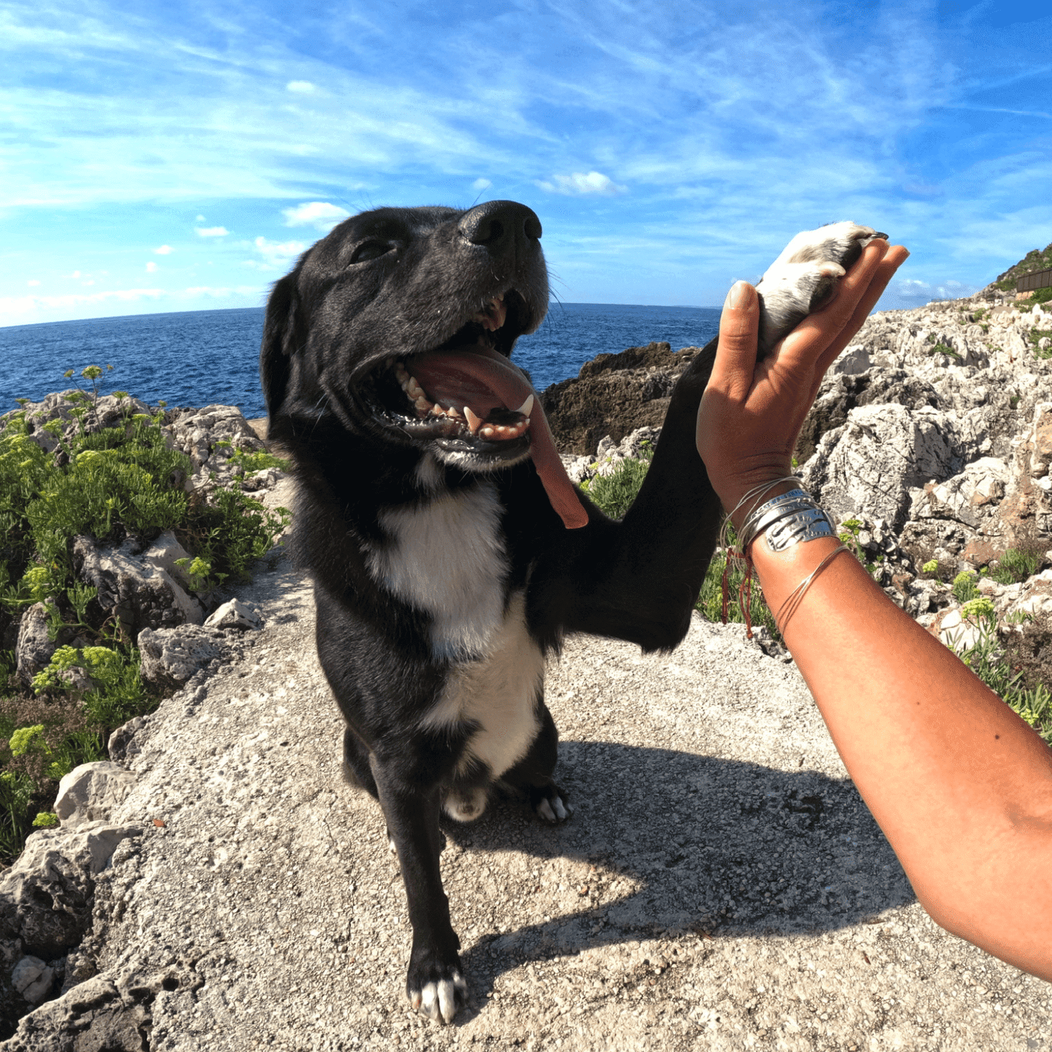 Croquettes pour chien sans céréales, formulation naturelle sans gluten ni céréales. Recette élaborée avec des ingrédients de qualité supérieure. Soulage les allergies alimentaires et démangeaisons. 