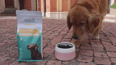 croquettes aux insectes hypoallergéniques pour chien 